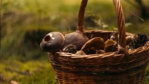 Seminario micología