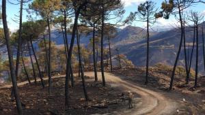 prevención incendios forestales