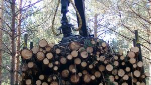 aprovechamiento forestal