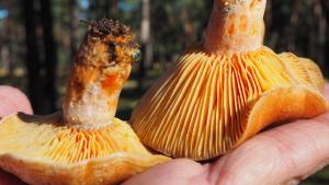 Lactarius_ConchaRedondo