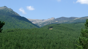 European Forest Innovation Workshop 18 january 2023