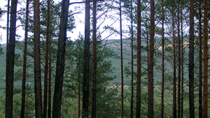 GO-Forests ha celebrado su reunión de lanzamiento en Florencia del 6 al 8 de febrero