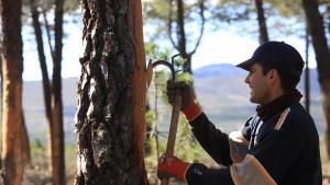 Resinero en Tabuyo del Monte-Proyecto Go-Resinlab