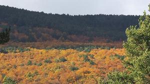 Bosques by Concha Redondo