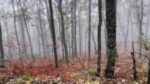 Grupo de Trabajo Selvicultura SECF