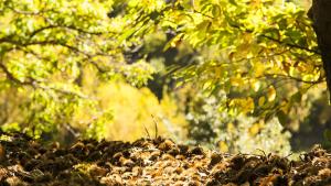 AGROFORES souto de castaños