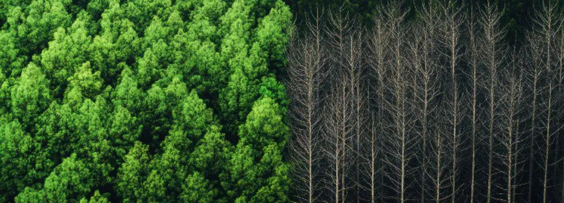 Superb_restoration nat Plans